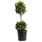 Green Mountain Topiary Boxwood (Ball)