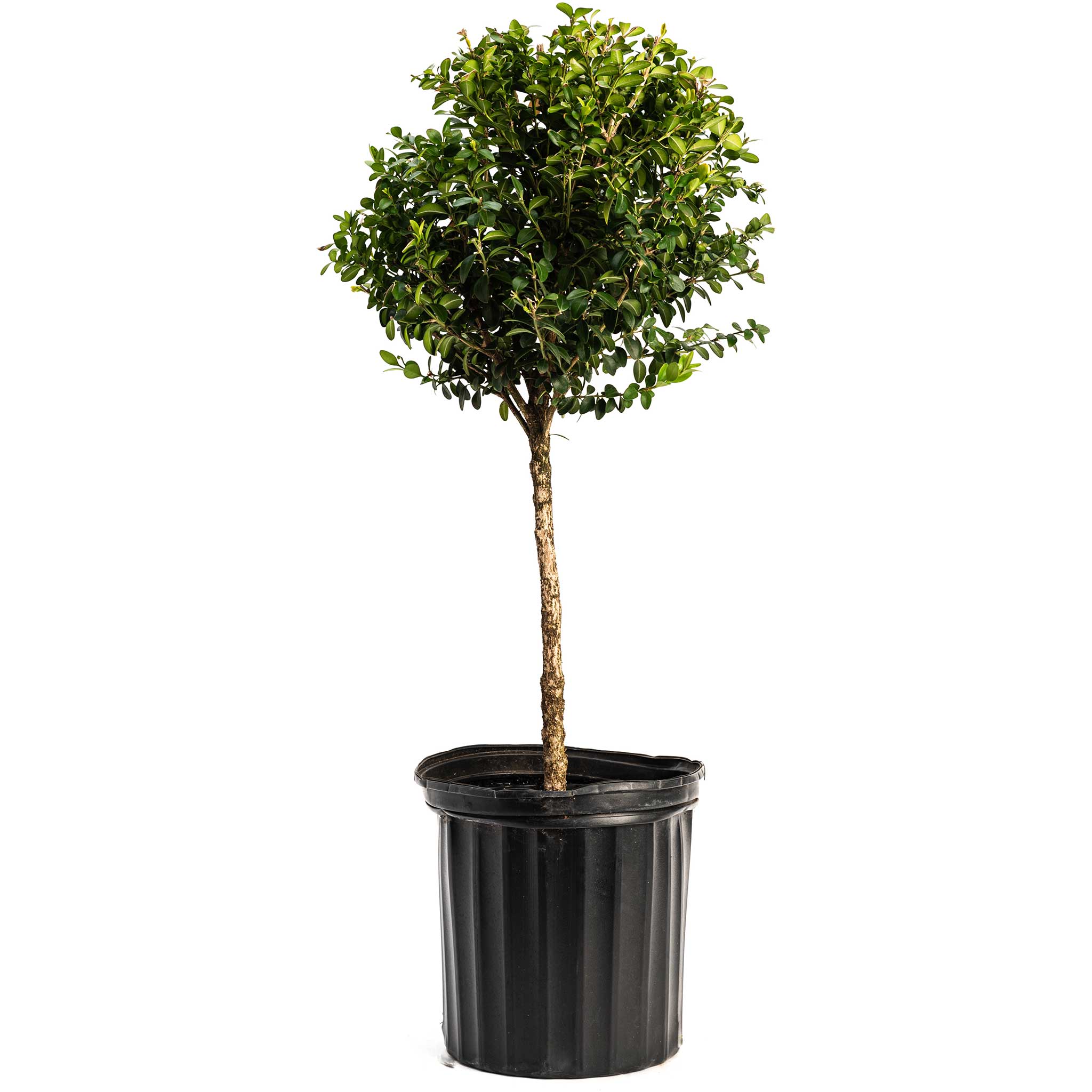 Green Mountain Topiary Boxwood (Ball) | The Sill