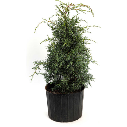 Arizona Cypress - Carolina Sapphire
