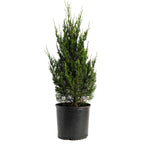 Spartan Juniper