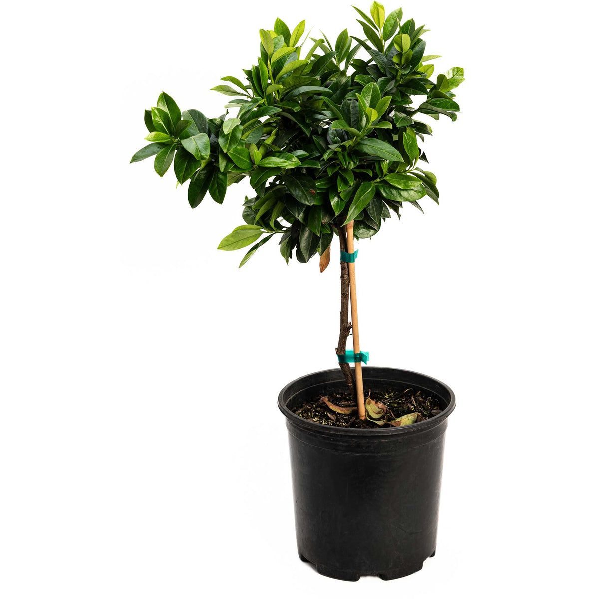 English Laurel Topiary (Single Ball)