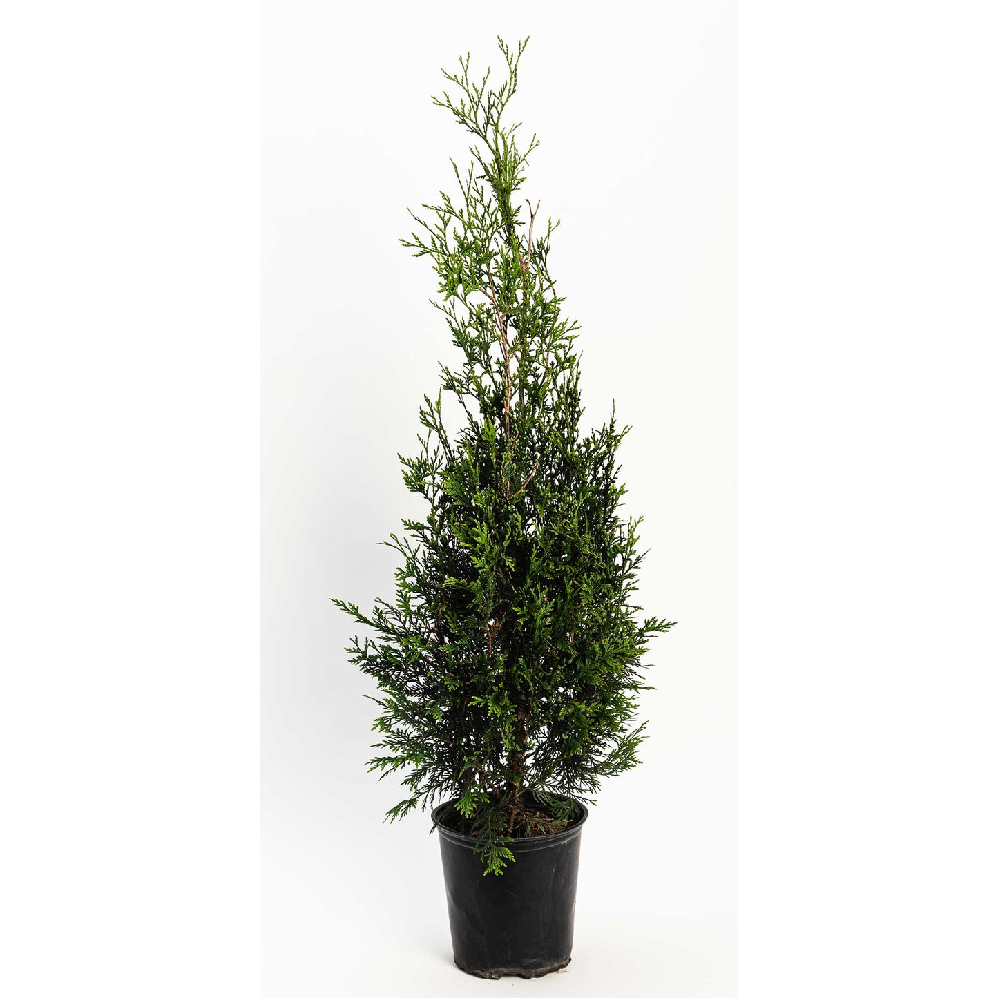 American Pillar Thuja