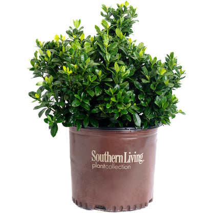 ScentAmazing® Gardenia