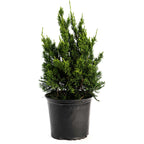 Hollywood Juniper Tree