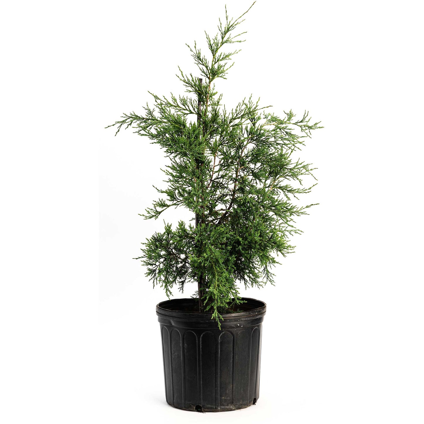 Taylor Juniper