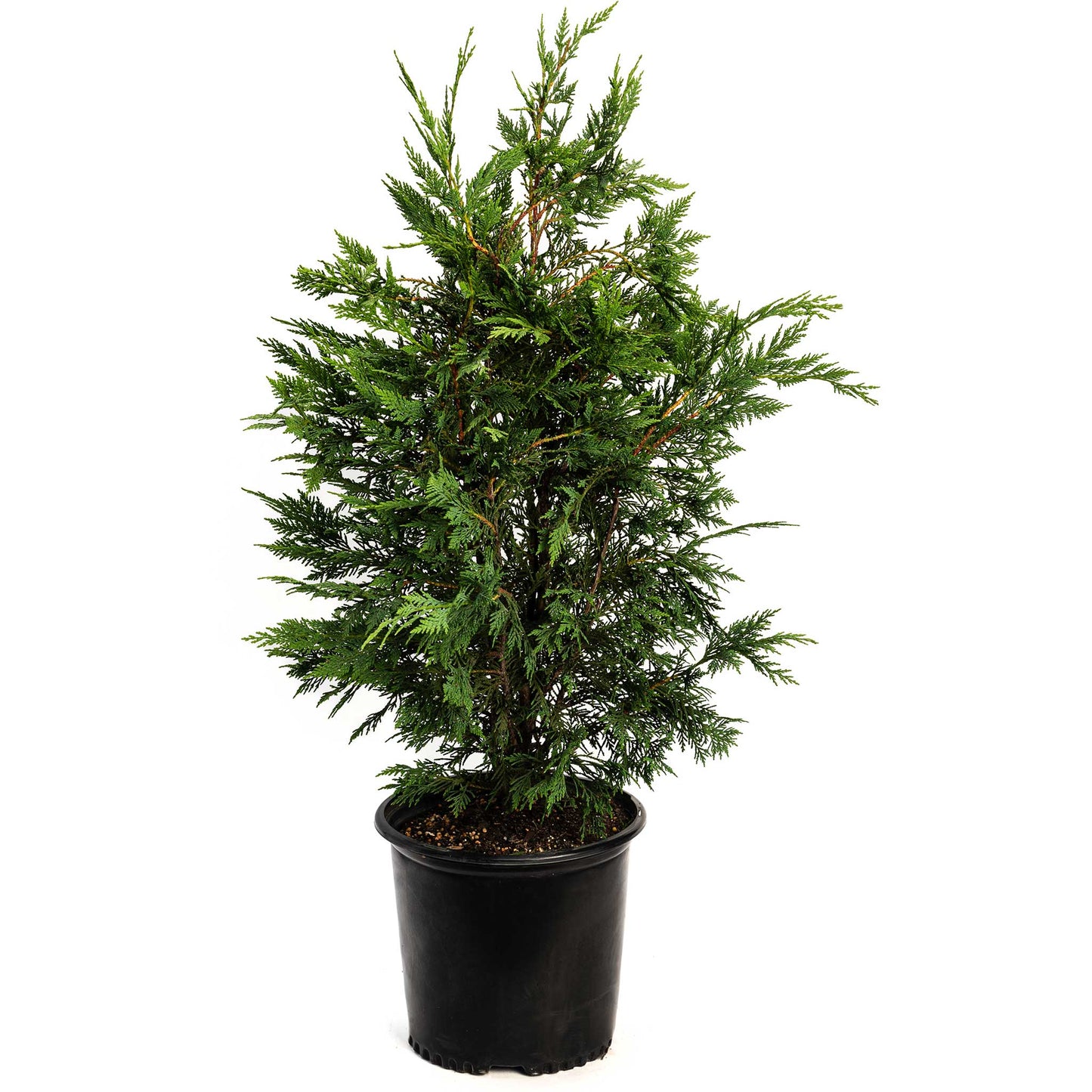 Leyland Cypress Tree