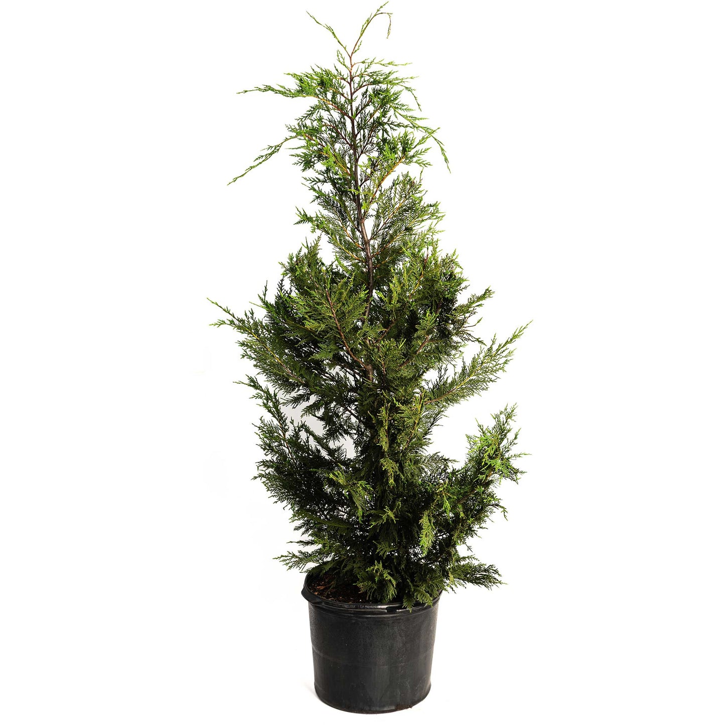 Leyland Cypress Tree