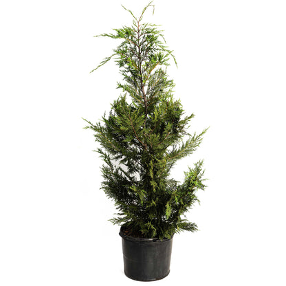 Leyland Cypress Tree