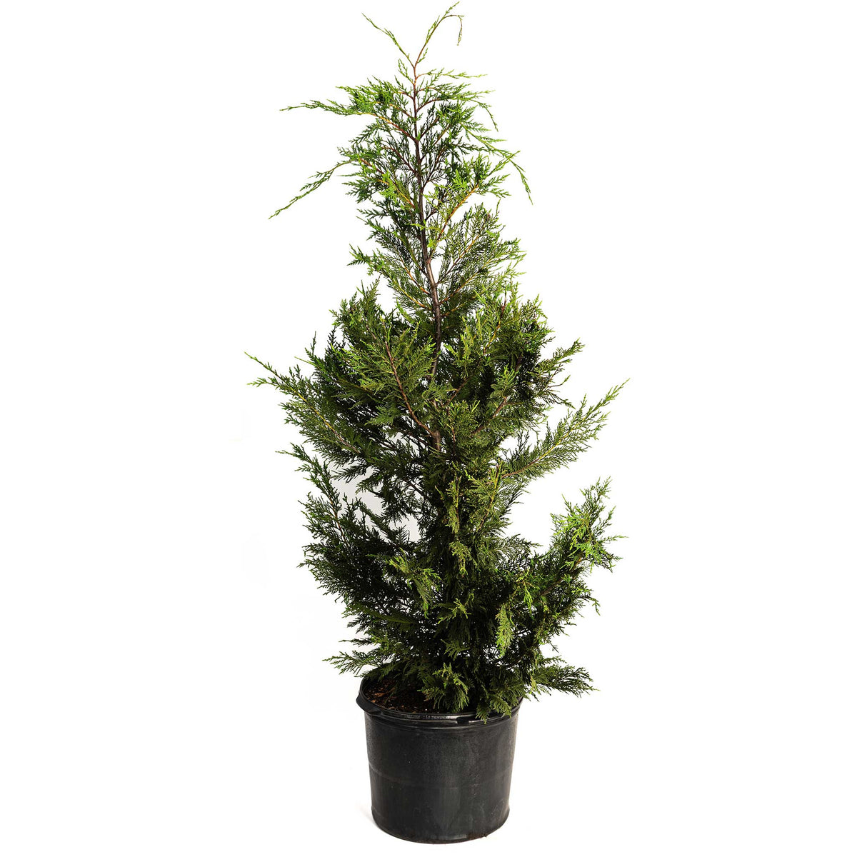 Leyland Cypress Tree