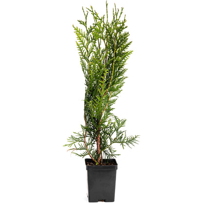 Thuja Green Giant