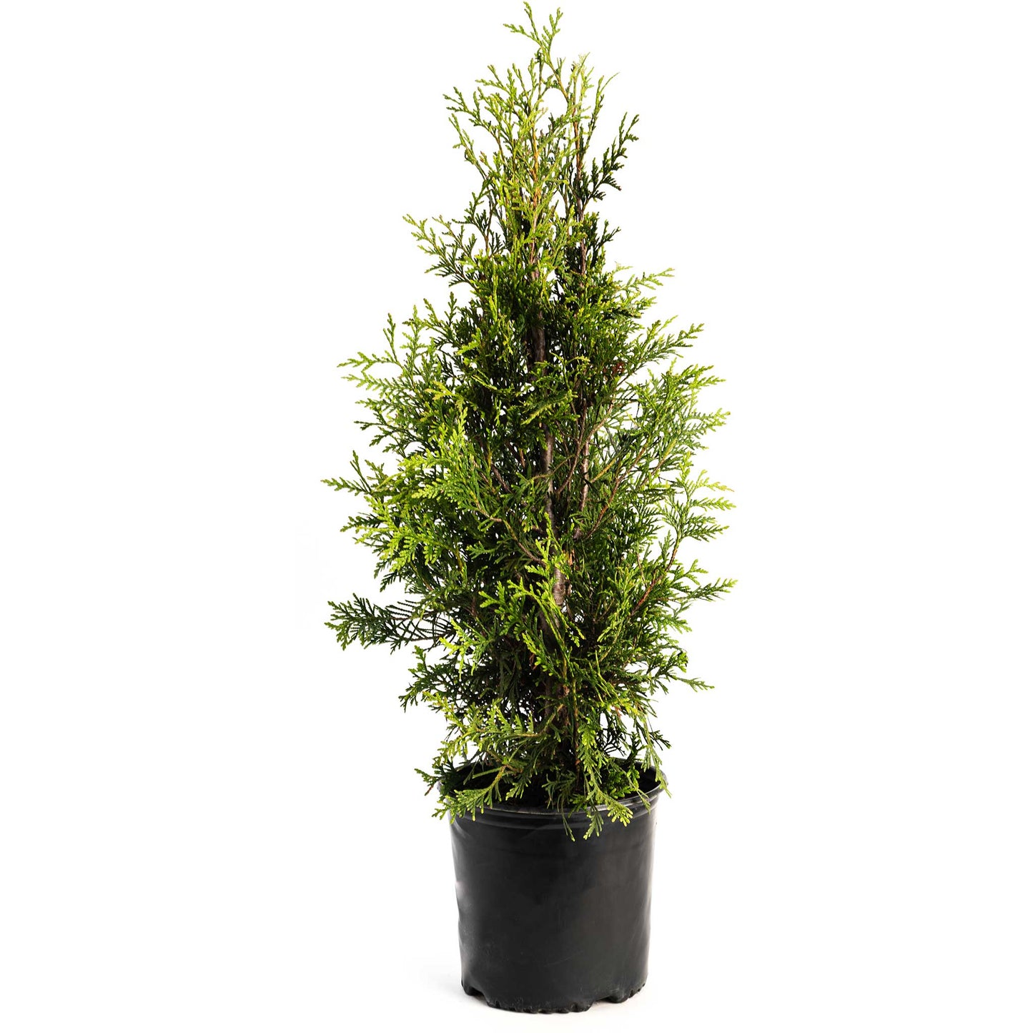 Thuja Green Giant