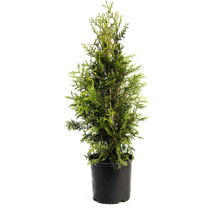 Thuja Green Giant