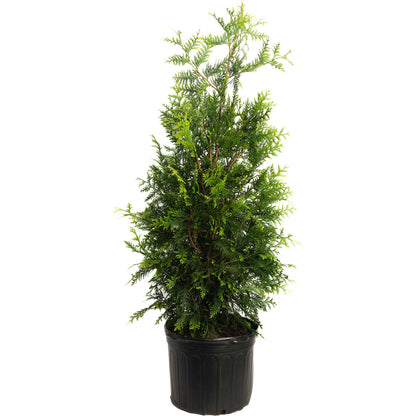 Thuja Green Giant