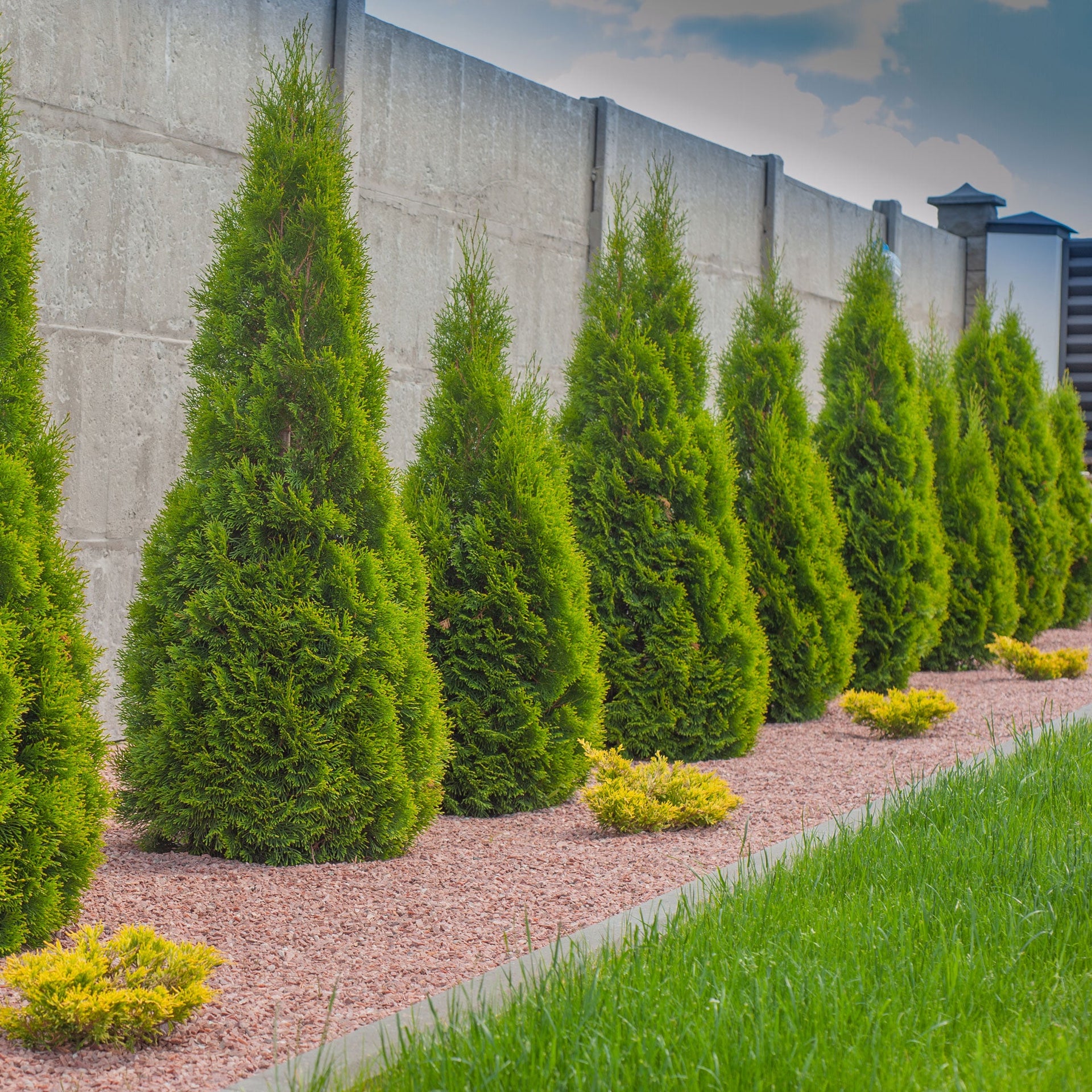image.title Emerald Green Arborvitae - - ft. / Single Arborvitae Plant