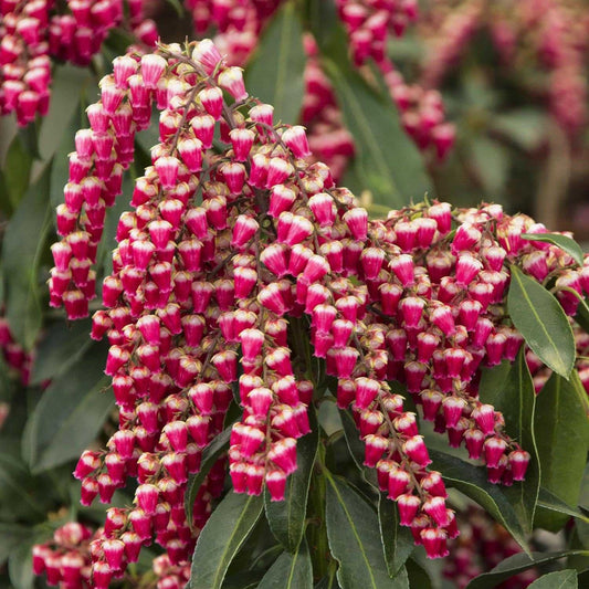 Enchanted Forest® Gay Goblin™ Pieris