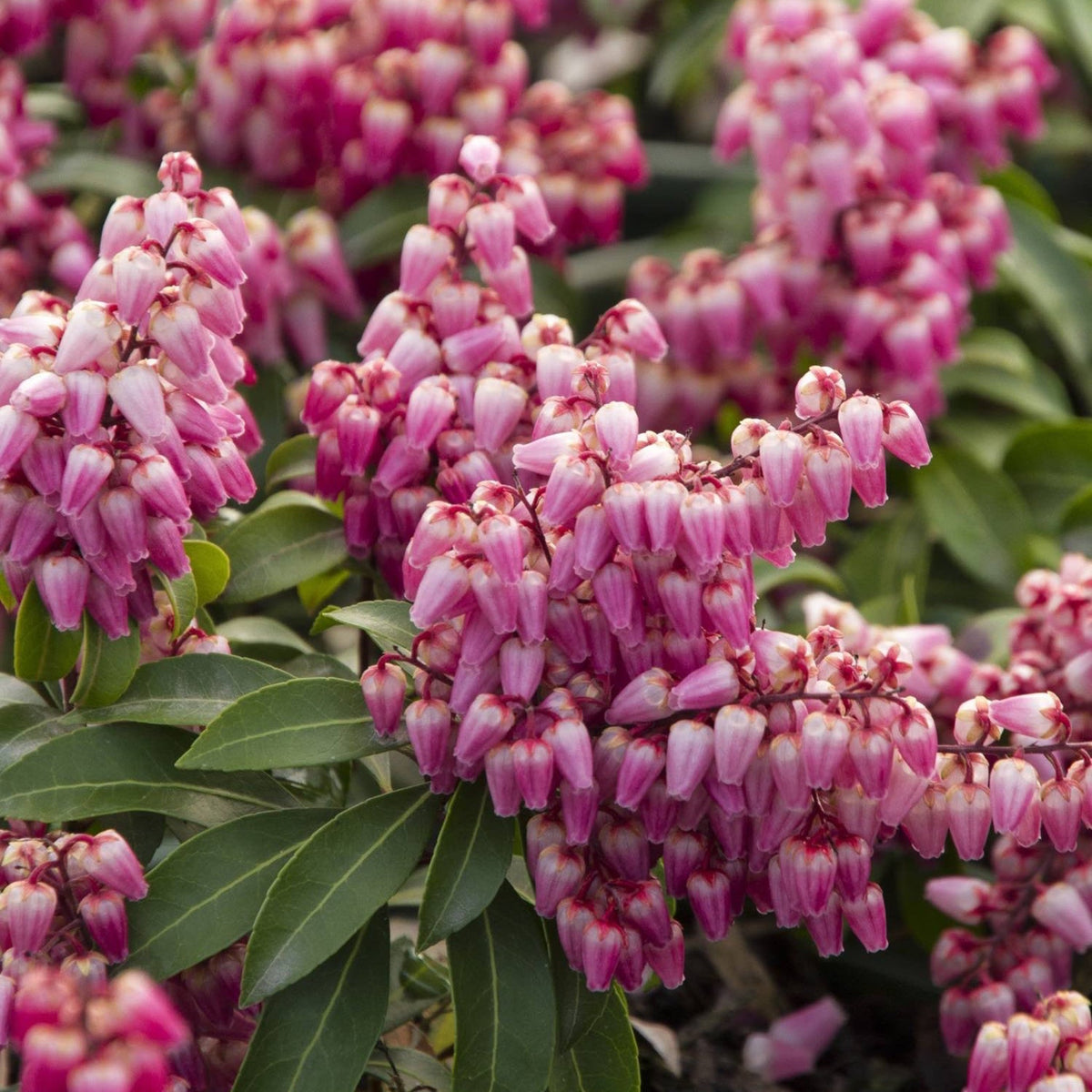 Enchanted Forest® Impish Elf™ Pieris | The Sill