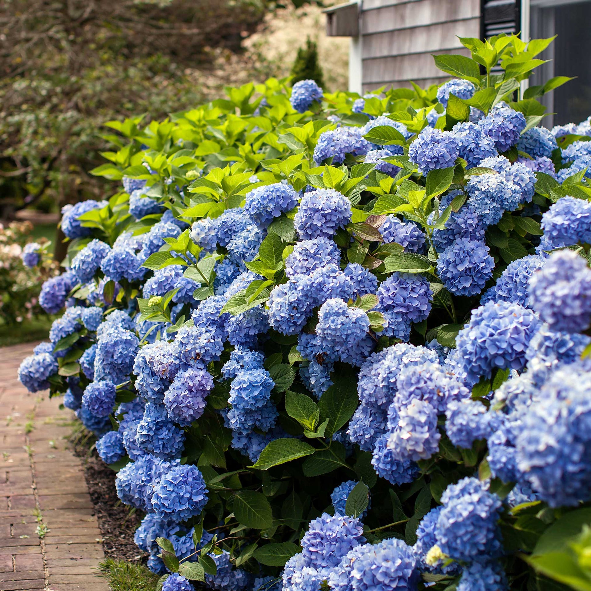 image.title Endless Summer® Hydrangea - - ft. image.title Endless Summer® Hydrangea - - ft.