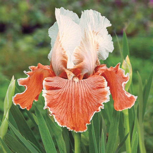English Charm Reblooming Bearded Iris