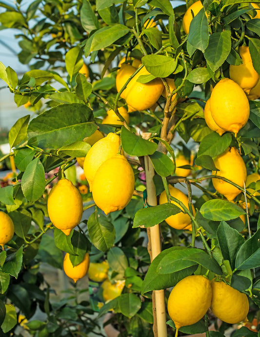 Eureka Lemon Tree