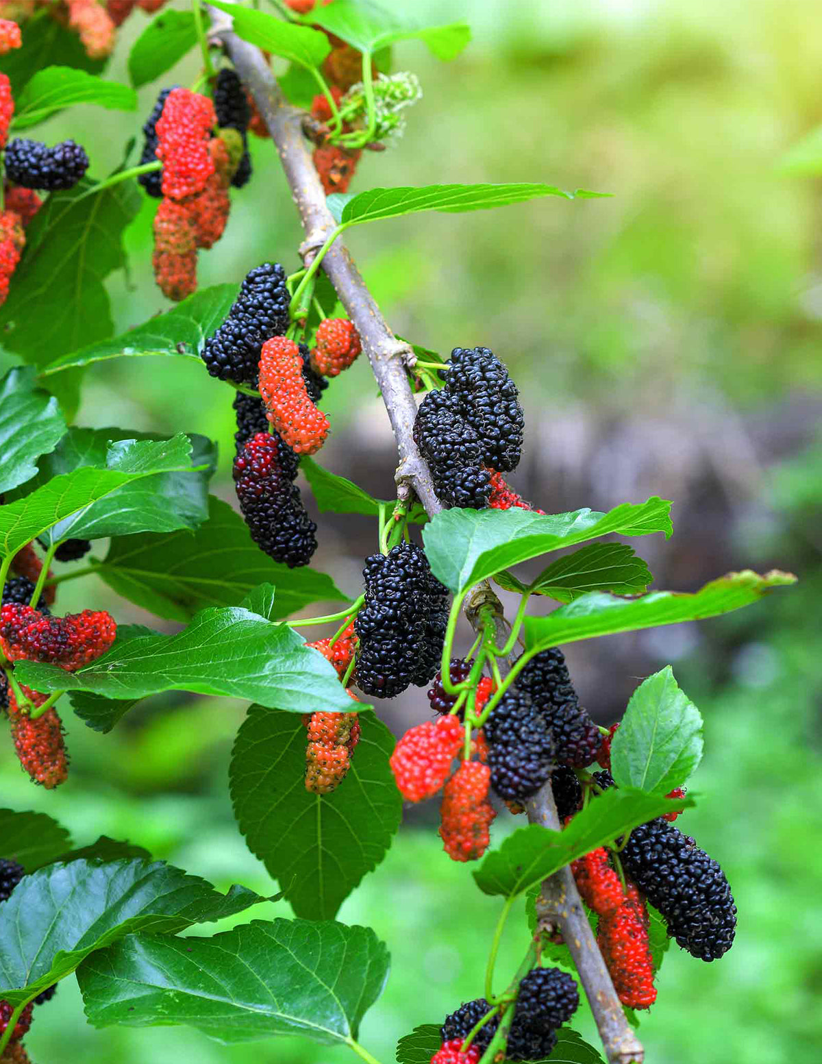 files/Everbearing-Mulberry-1_1.jpg