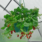 bundle | Hanging Basket | Single