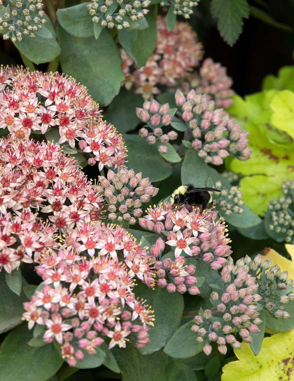 Monrovia Evolution Emerald Ice Sedum
