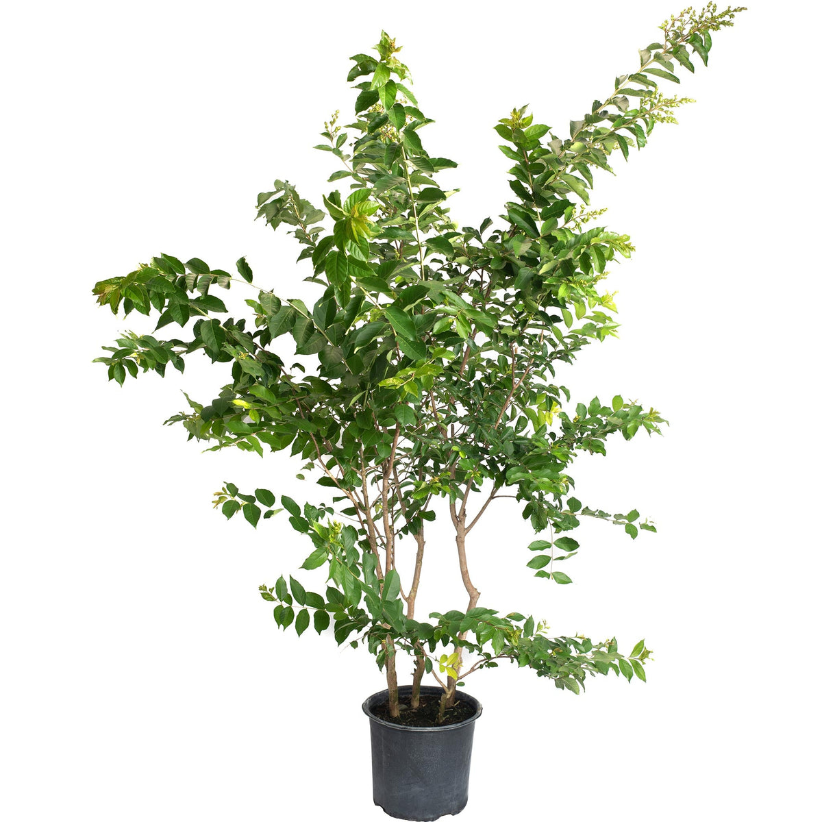 Natchez Crapemyrtle