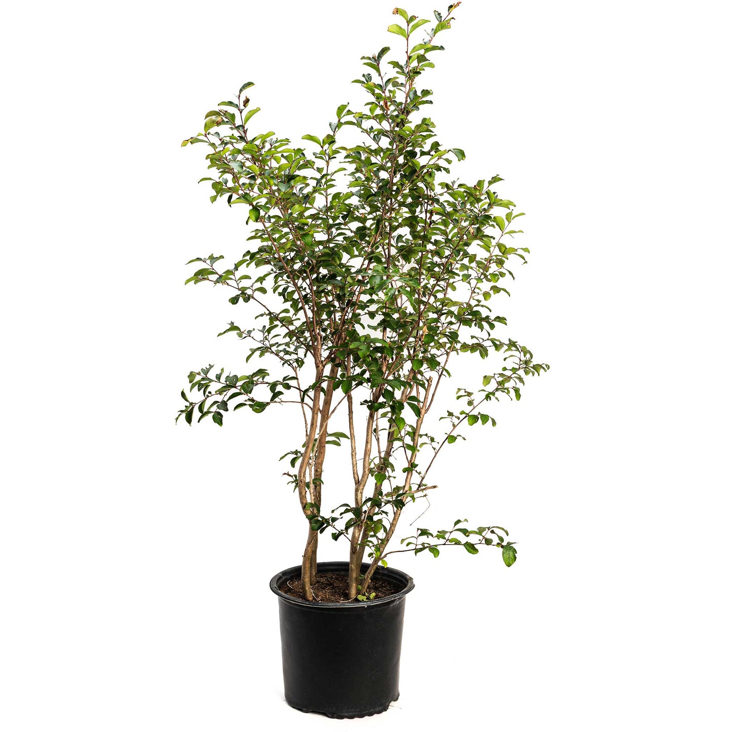 Tuscarora Crapemyrtle
