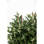 Birthday Cake™ Butterfly Bush
