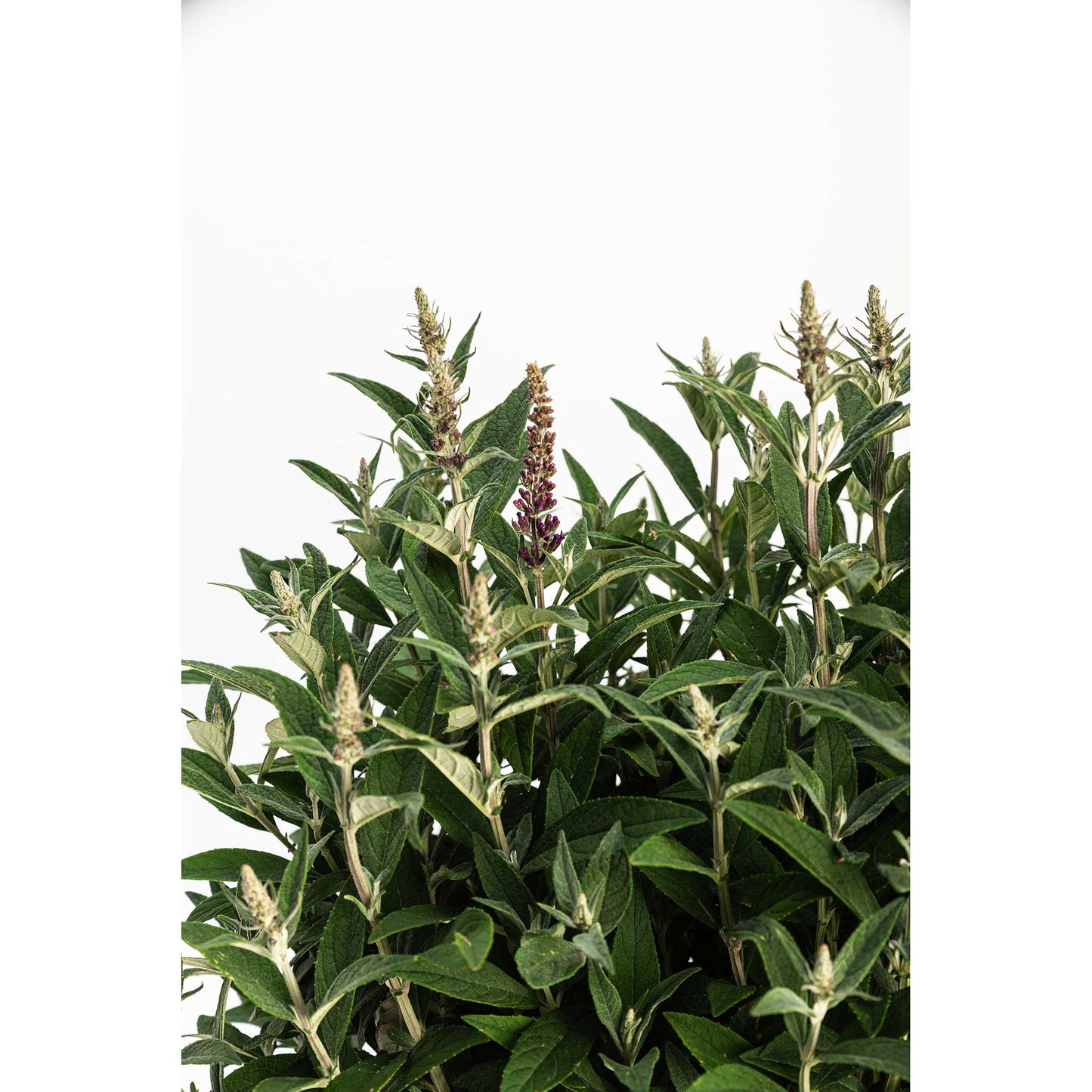 Birthday Cake™ Butterfly Bush