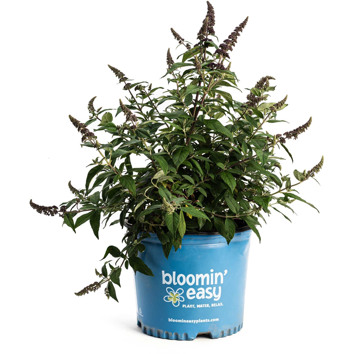 Blueberry Pie™ Butterfly Bush