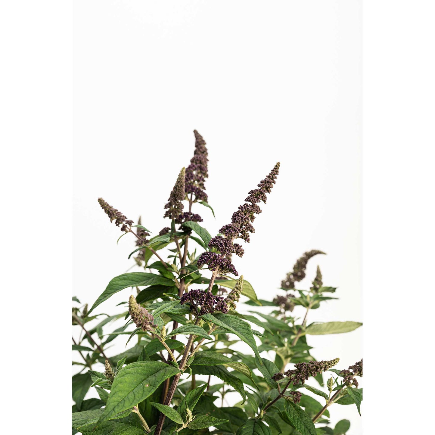 Blueberry Pie™ Butterfly Bush