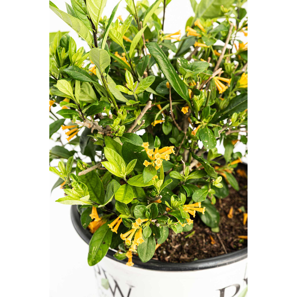 Juiced® Orange Jessamine