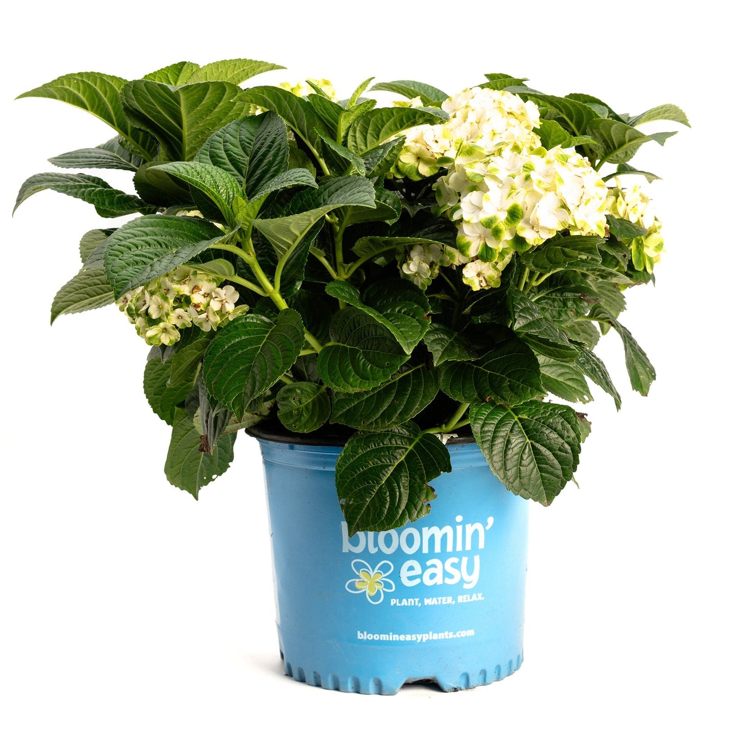 Grin and Tonic™ Reblooming Hydrangea