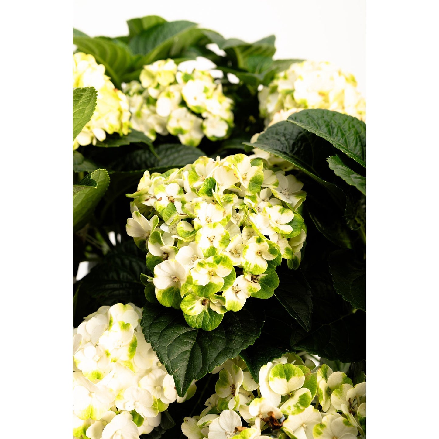 Grin and Tonic™ Reblooming Hydrangea