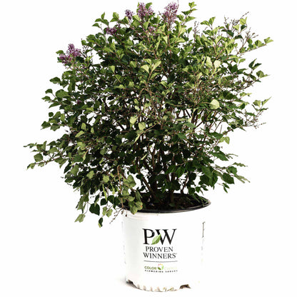 Bloomerang Lilac Bush