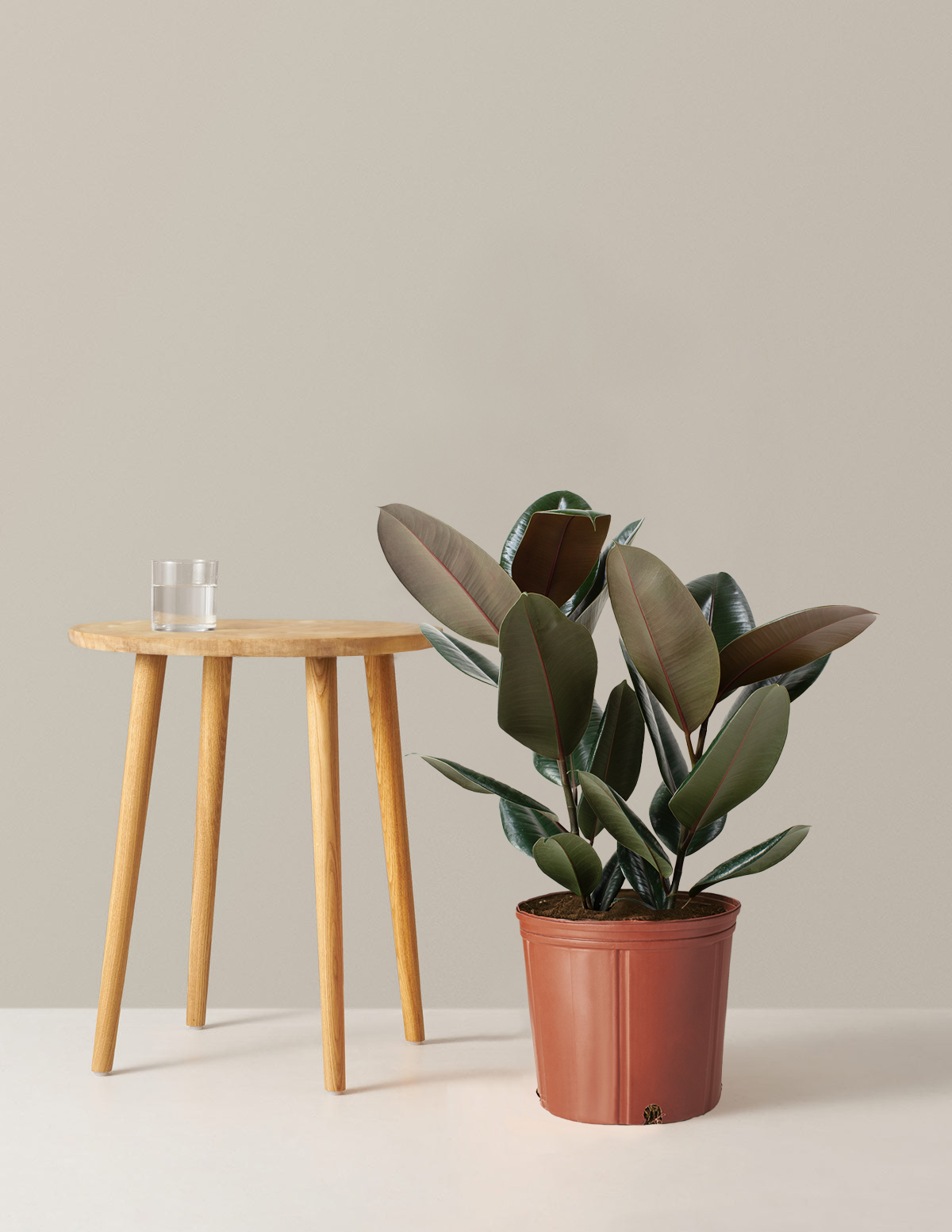 rubber tree furniture Large Rubber Tree | Indoor Plants and Houseplants for Delivery