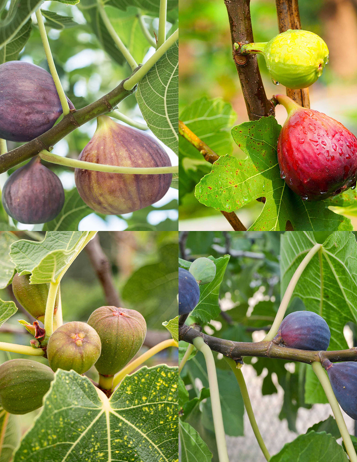 Fig Orchard Pack