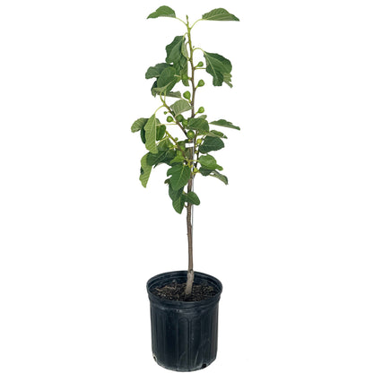 Fignominal Fig Tree