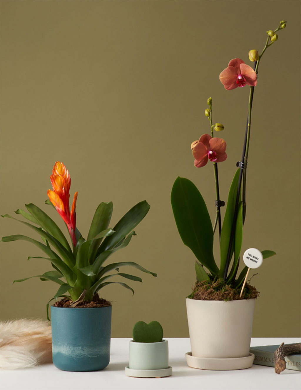 Sunrise Orchid