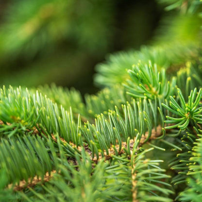 3-4 Ft. Tabletop Christmas Tree