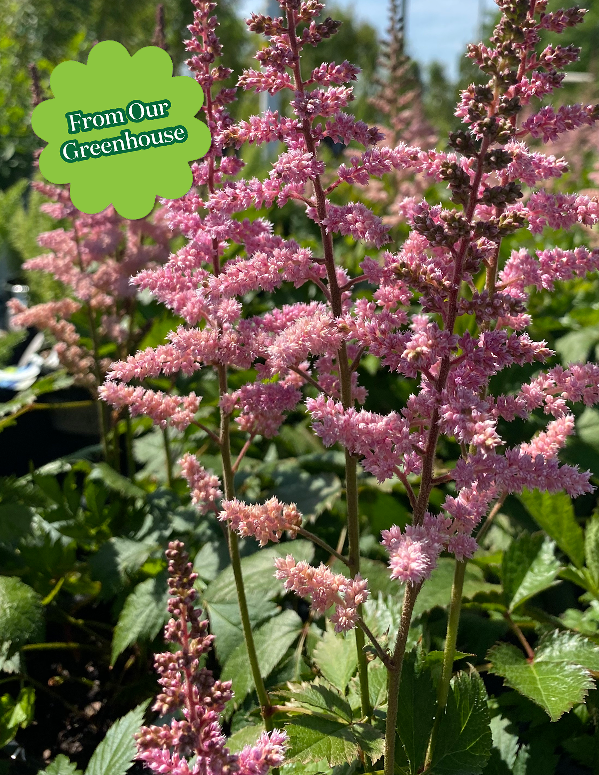 Vision in Pink Astilbe
