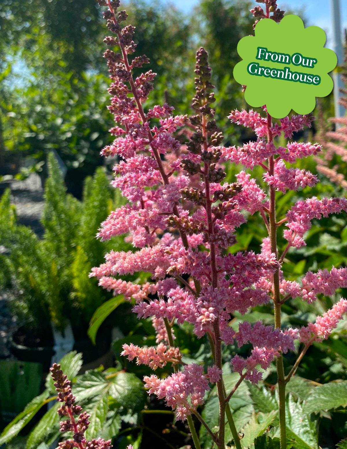 Vision in Pink Astilbe