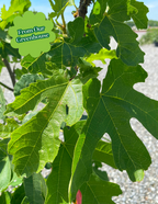 Black Mission Fig