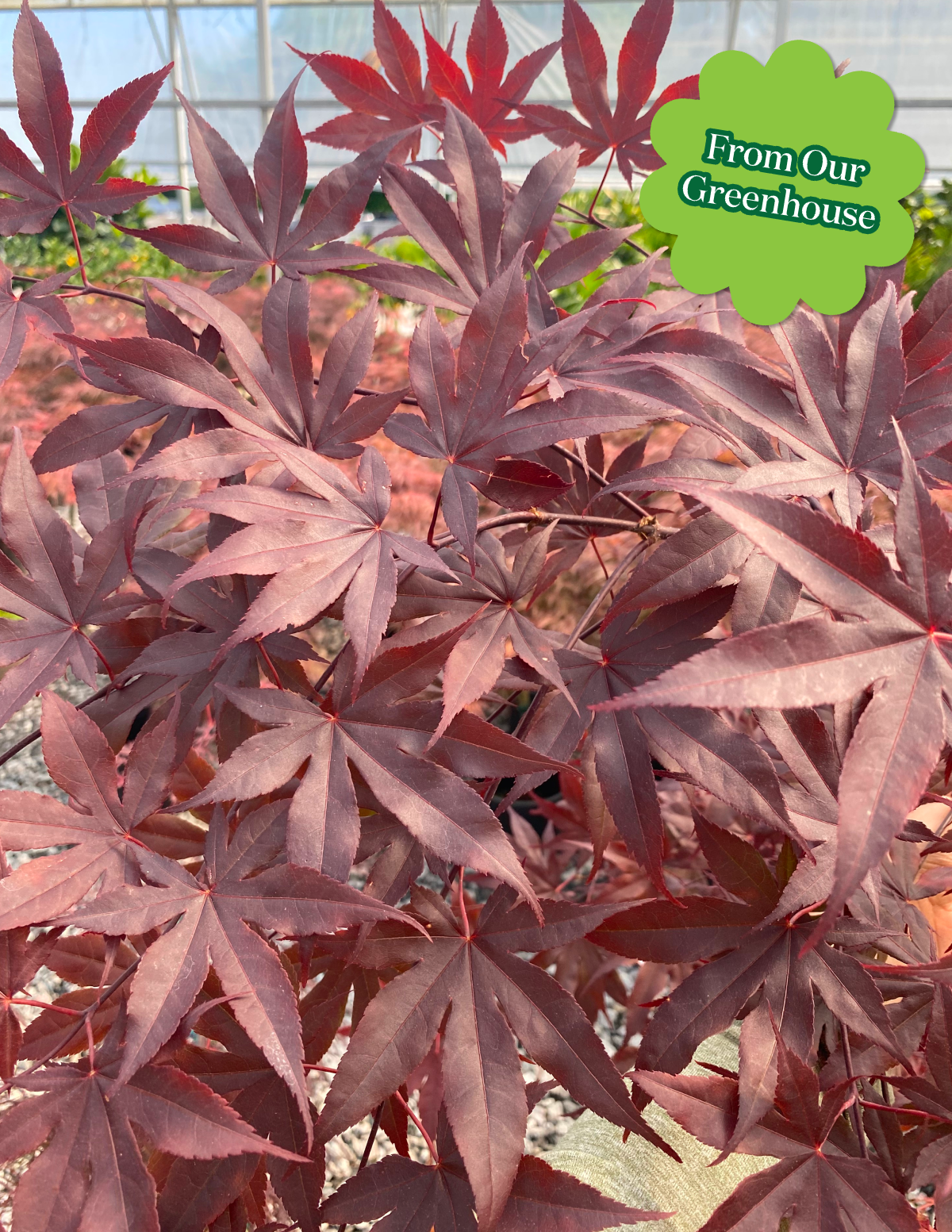 Bloodgood Japanese Maple