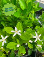 Calamondin Orange Bush