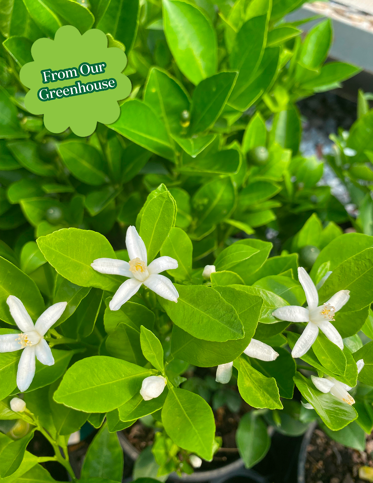 Calamondin Orange Bush