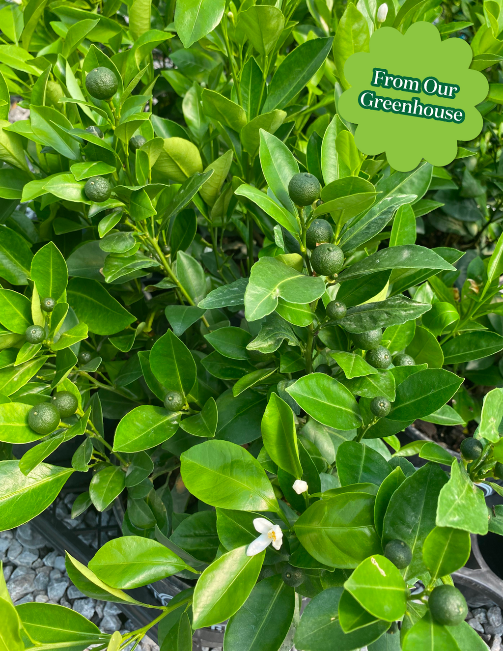 Calamondin Orange Bush