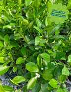 Calamondin Orange Bush