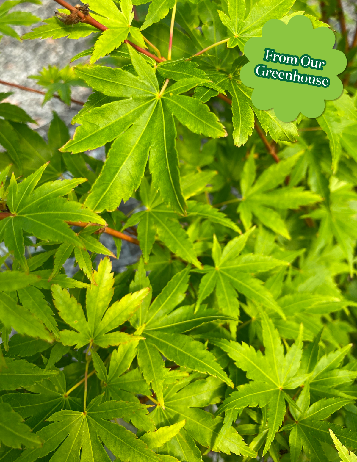 Coral Bark Japanese Maple Tree